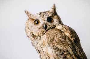 close up photo of owl